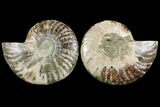 Agatized Ammonite Fossil - Madagascar #111525-1